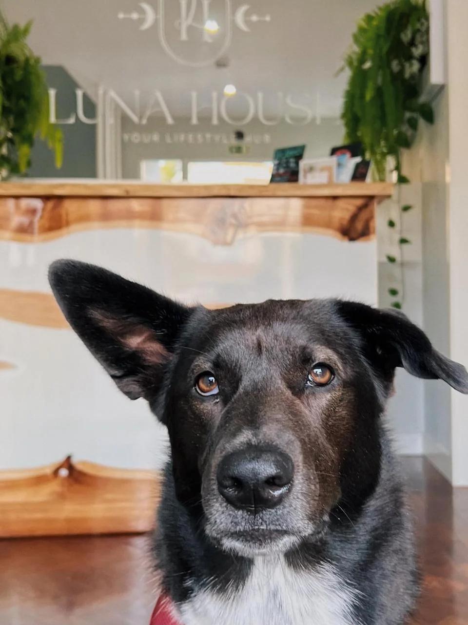 Luna House & Cowork photo