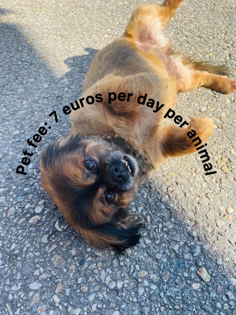 Vamiš photo
