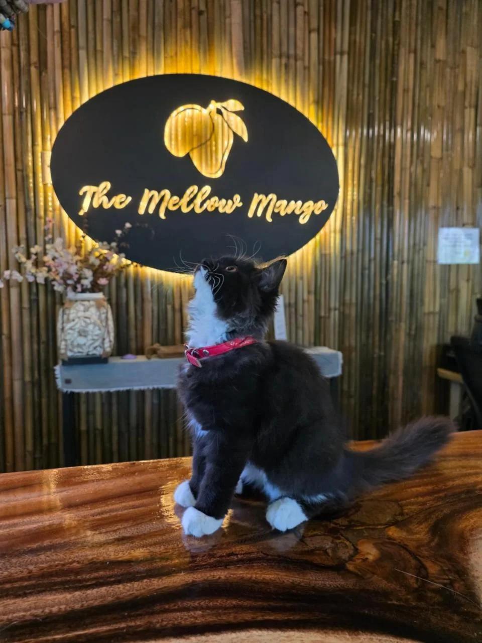 The Mellow Mango foto