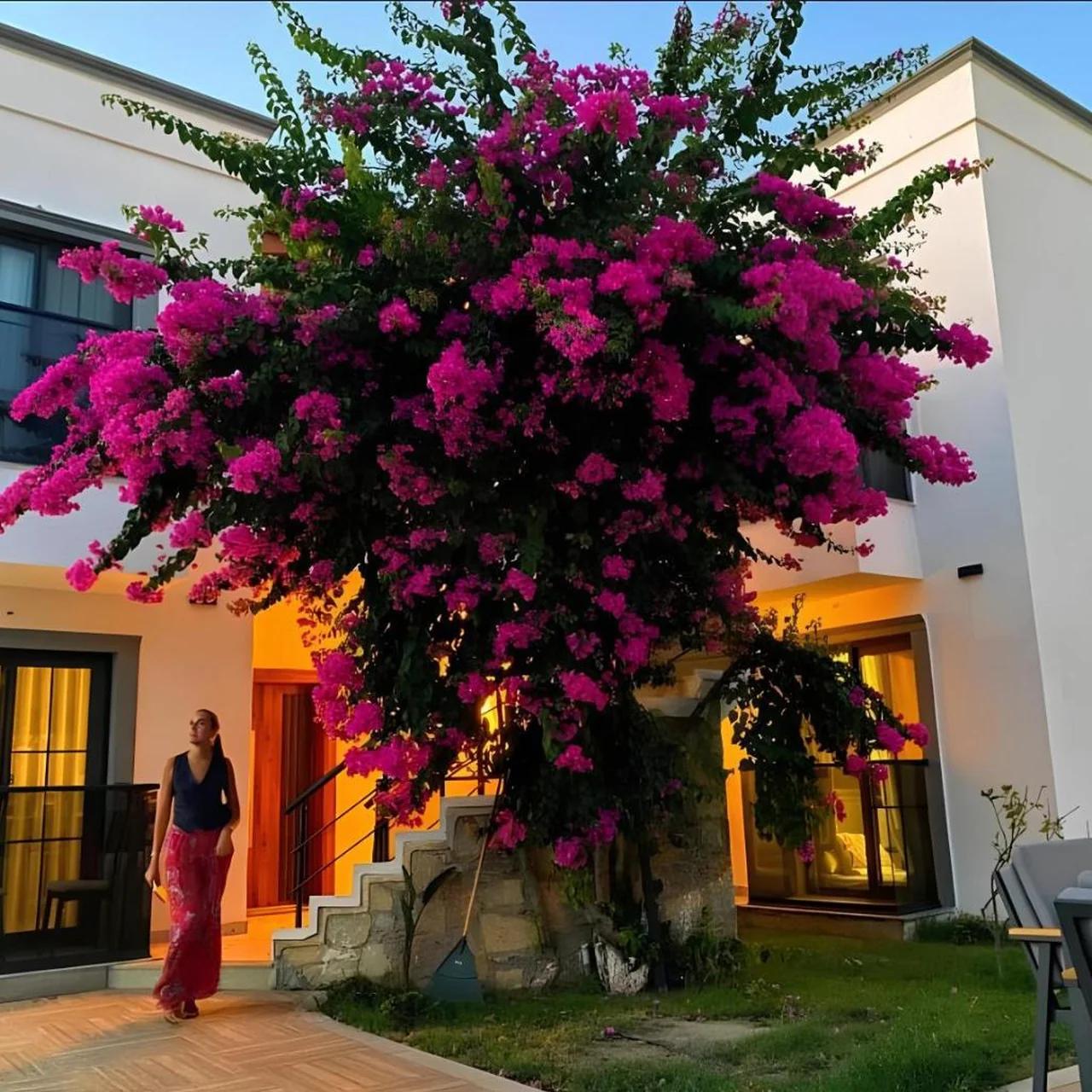 Derin Apart Hotel Bodrum photo