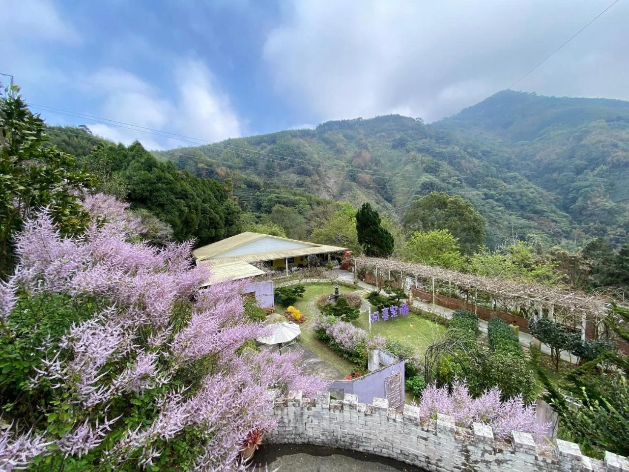 阿喜紫藤Arce wisteria
