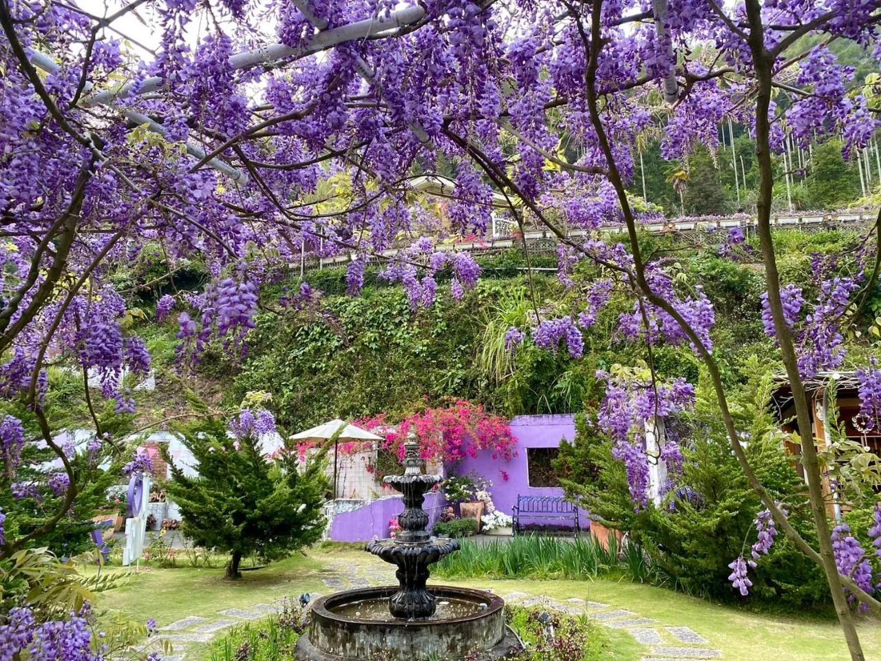 阿喜紫藤Arce wisteria photo