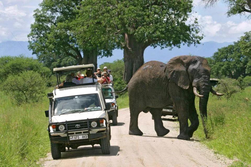 Domus Aurea Safaris photo
