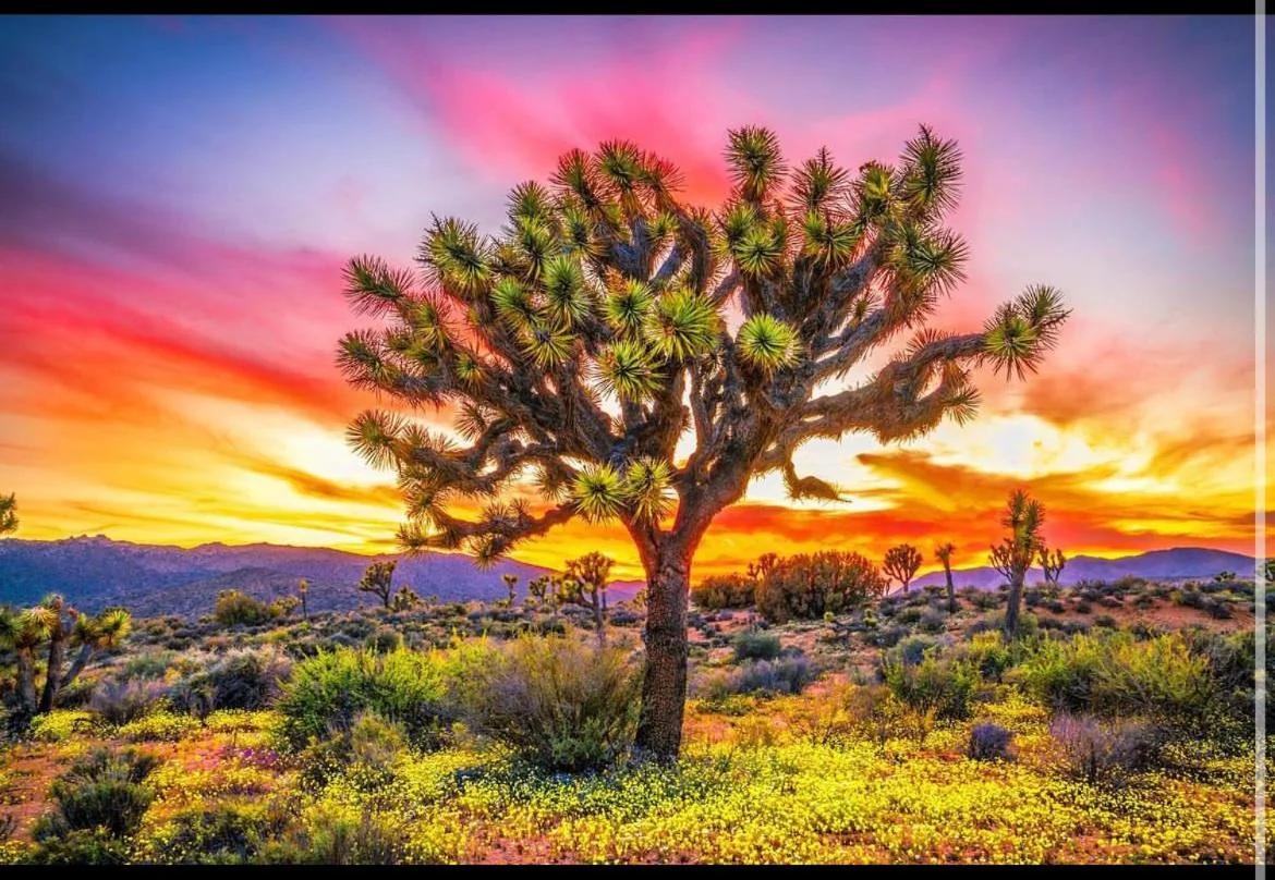 Desert Dusk photo