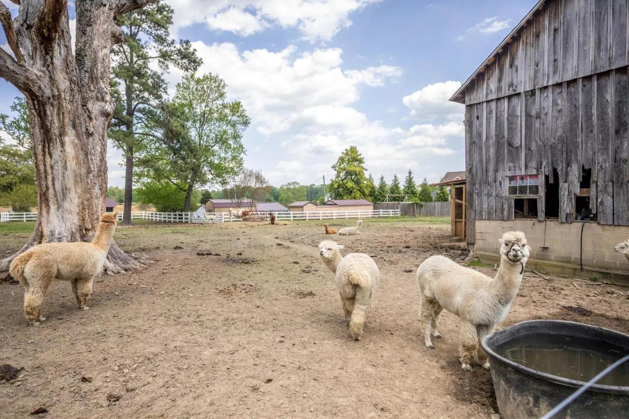 Watch Deer from a Farm Cottage foto