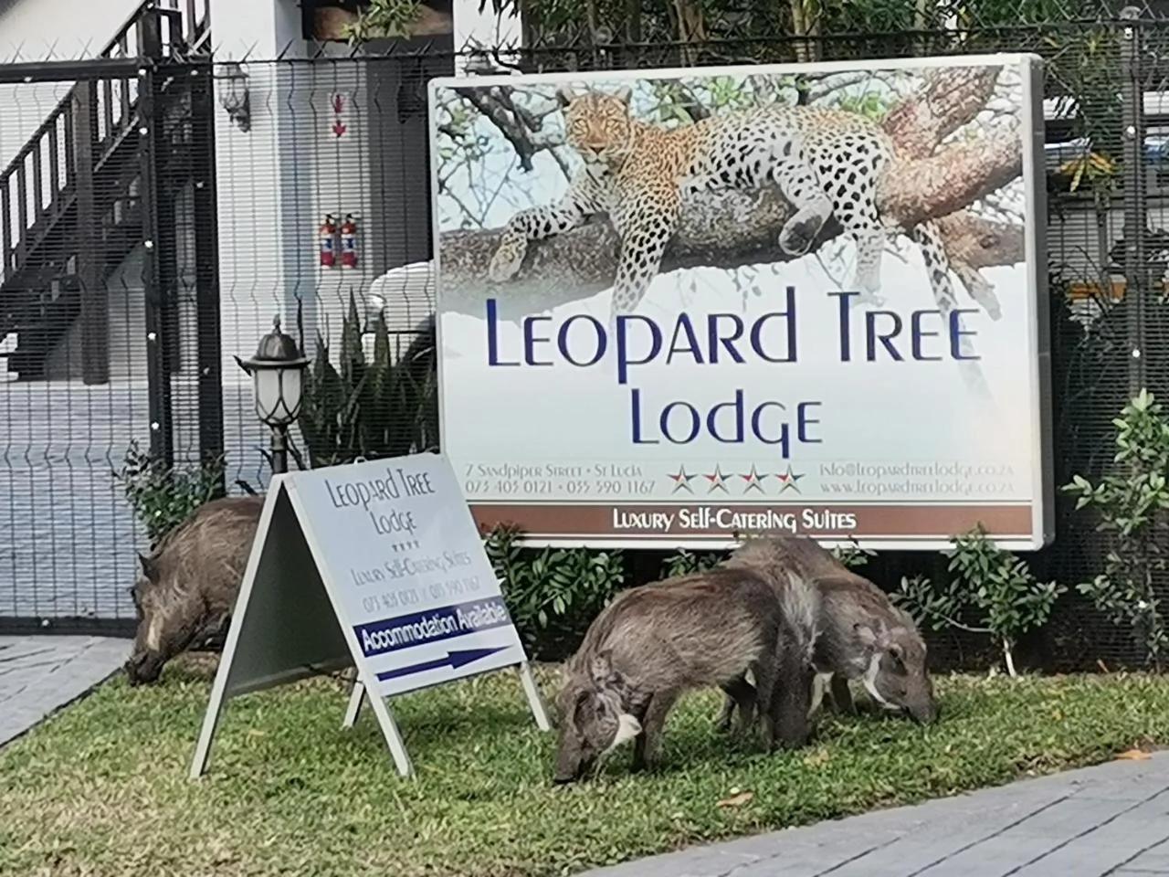 Leopard Tree Lodge photo