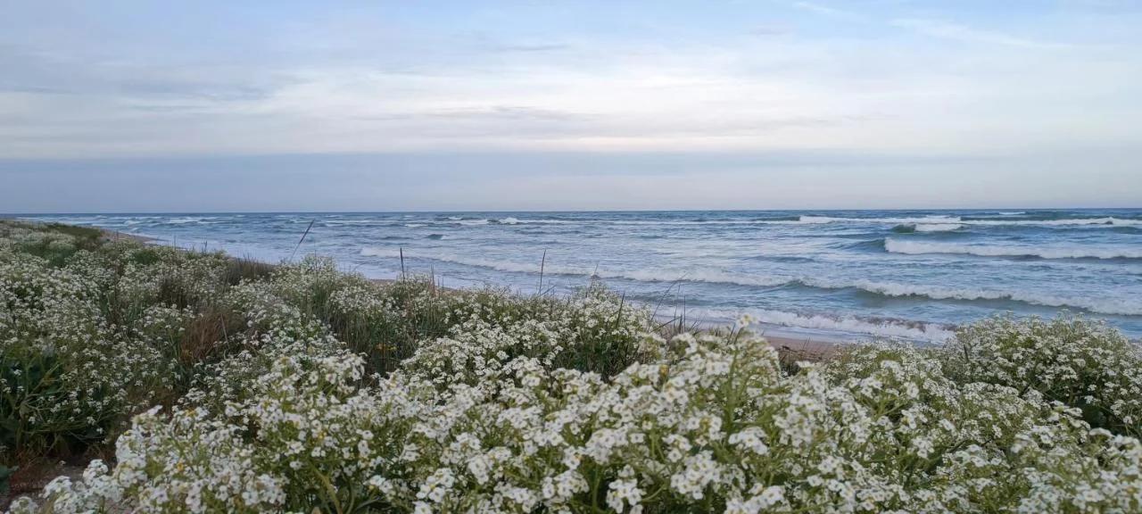 House Albena photo