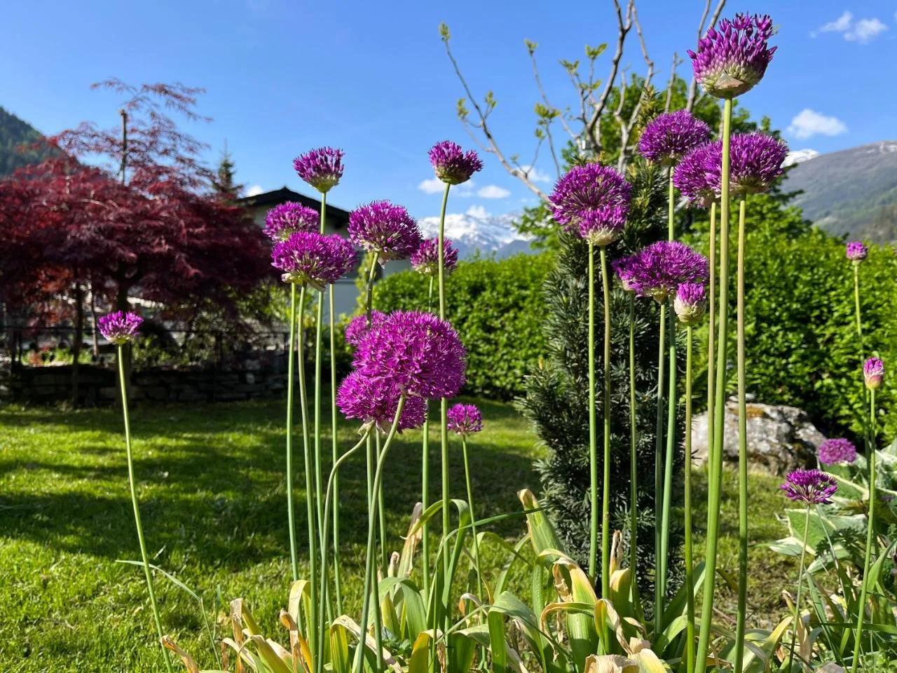 Bed and Breakfast Il Cardellino photo