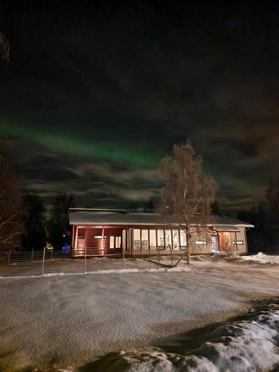 Arctic Fox Rovaniemi photo