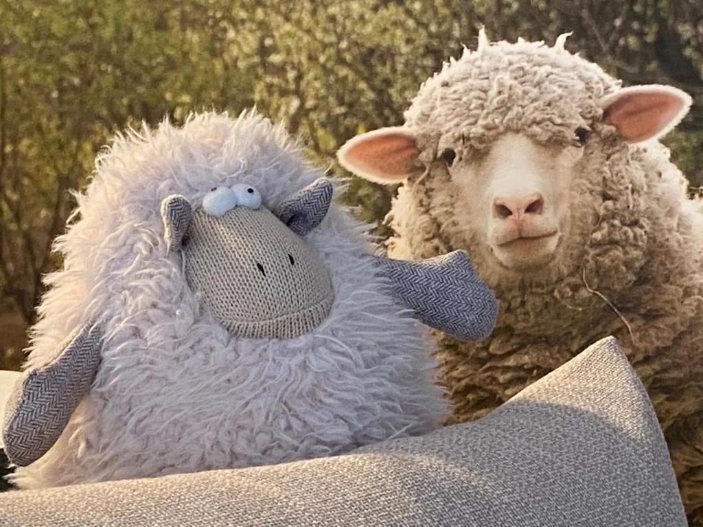 Le Mouton à 5 Pattes Aubagne-Cassis-Aix en Provence photo