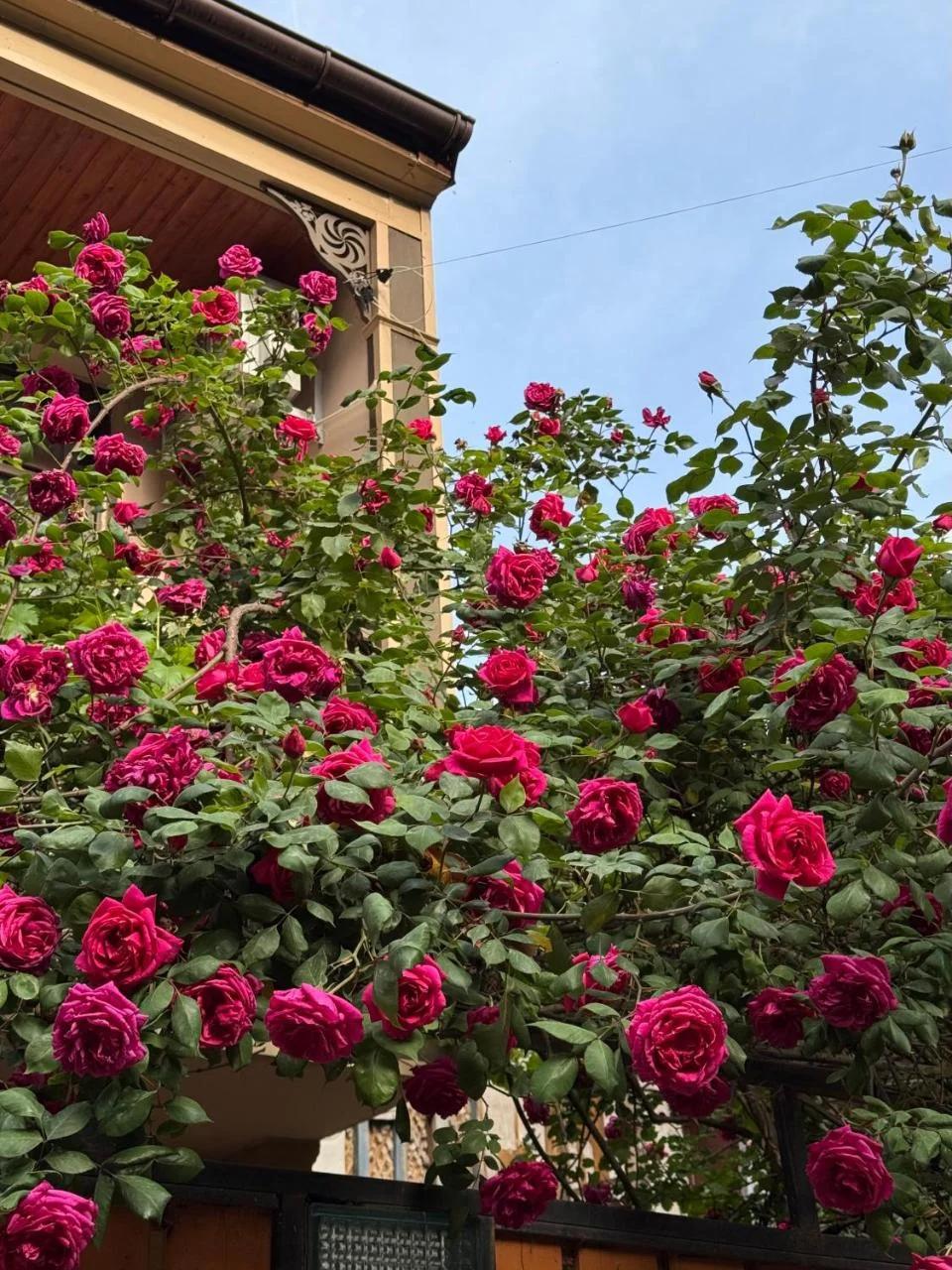 Hotel "Tbilisi Tales" in the heart of the Old City photo