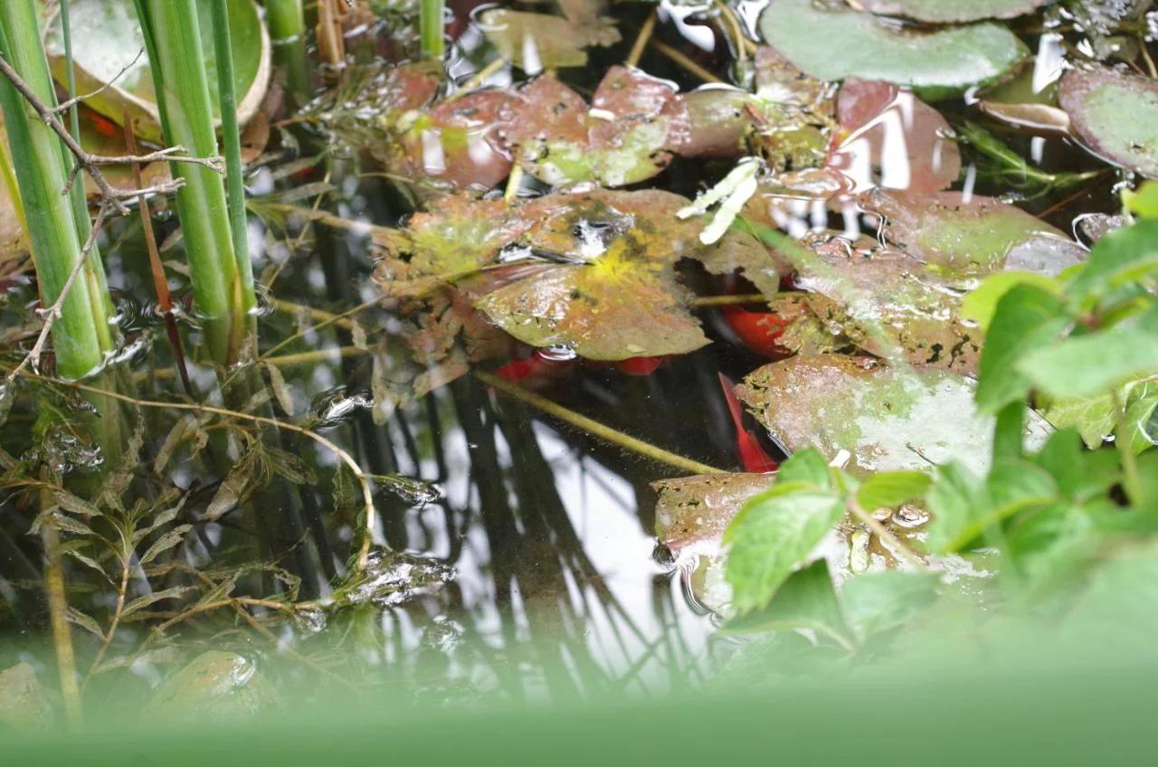 Aranyhal Apartman photo