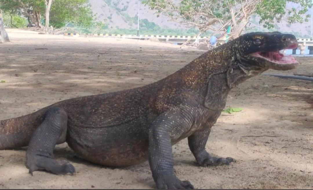 Atta komodo homestay photo