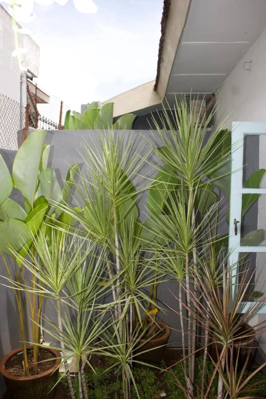 Ijen Haus photo