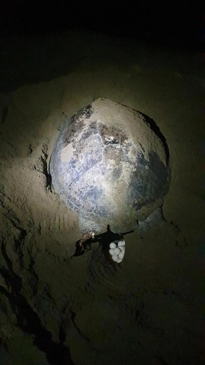 Java Turtle Lodge Meru Betiri photo
