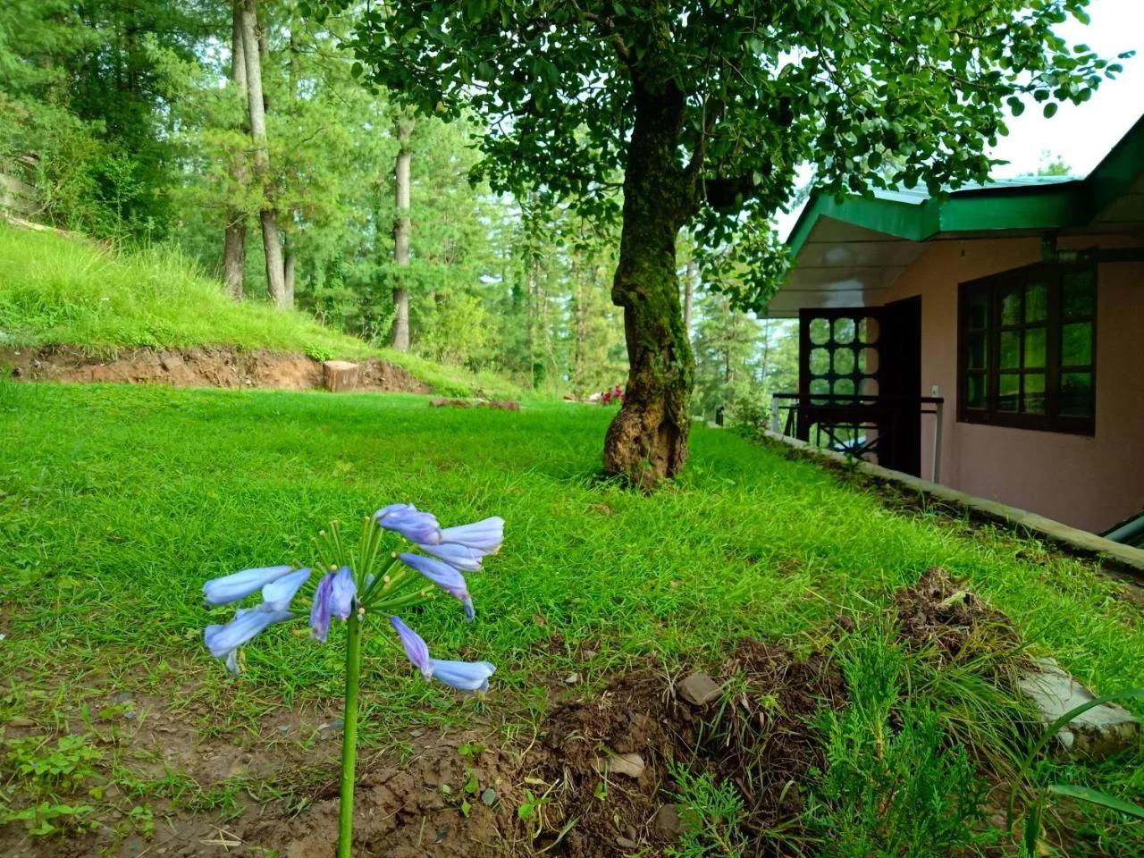 Merlin Grove Suites Simla photo
