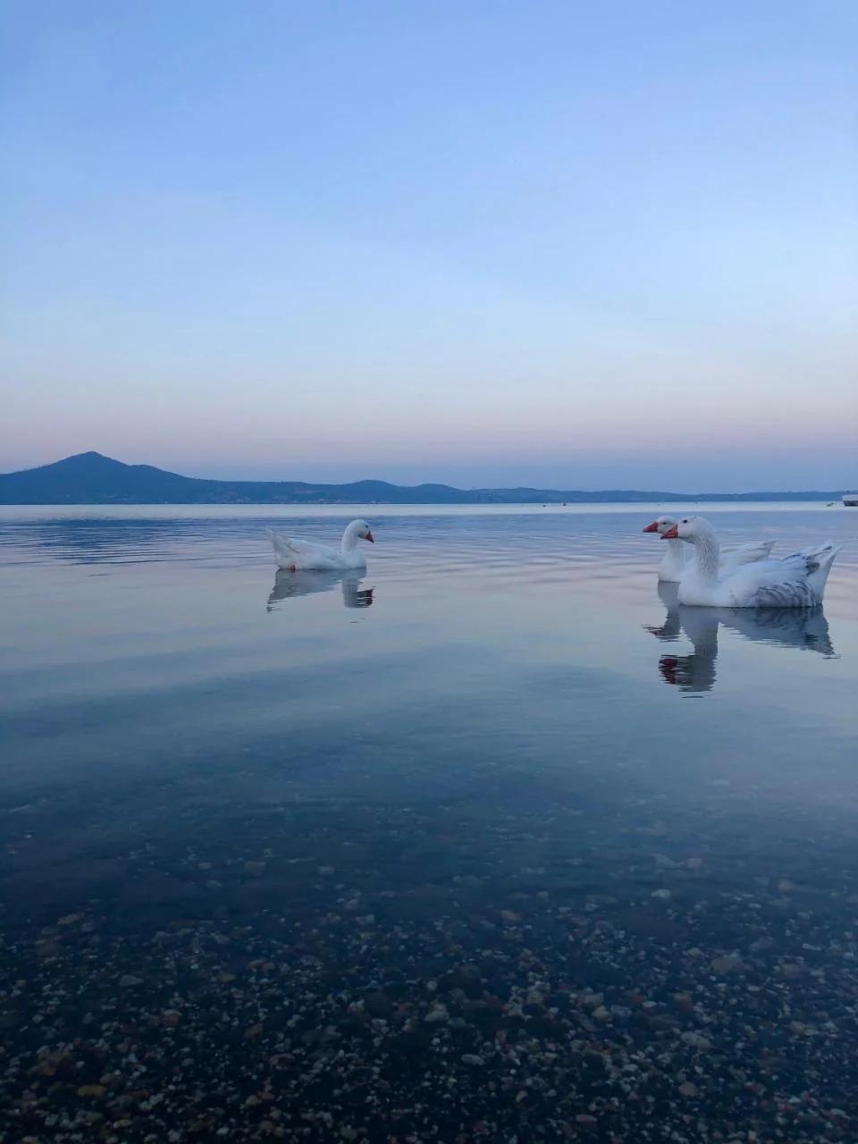 DomusBiri photo