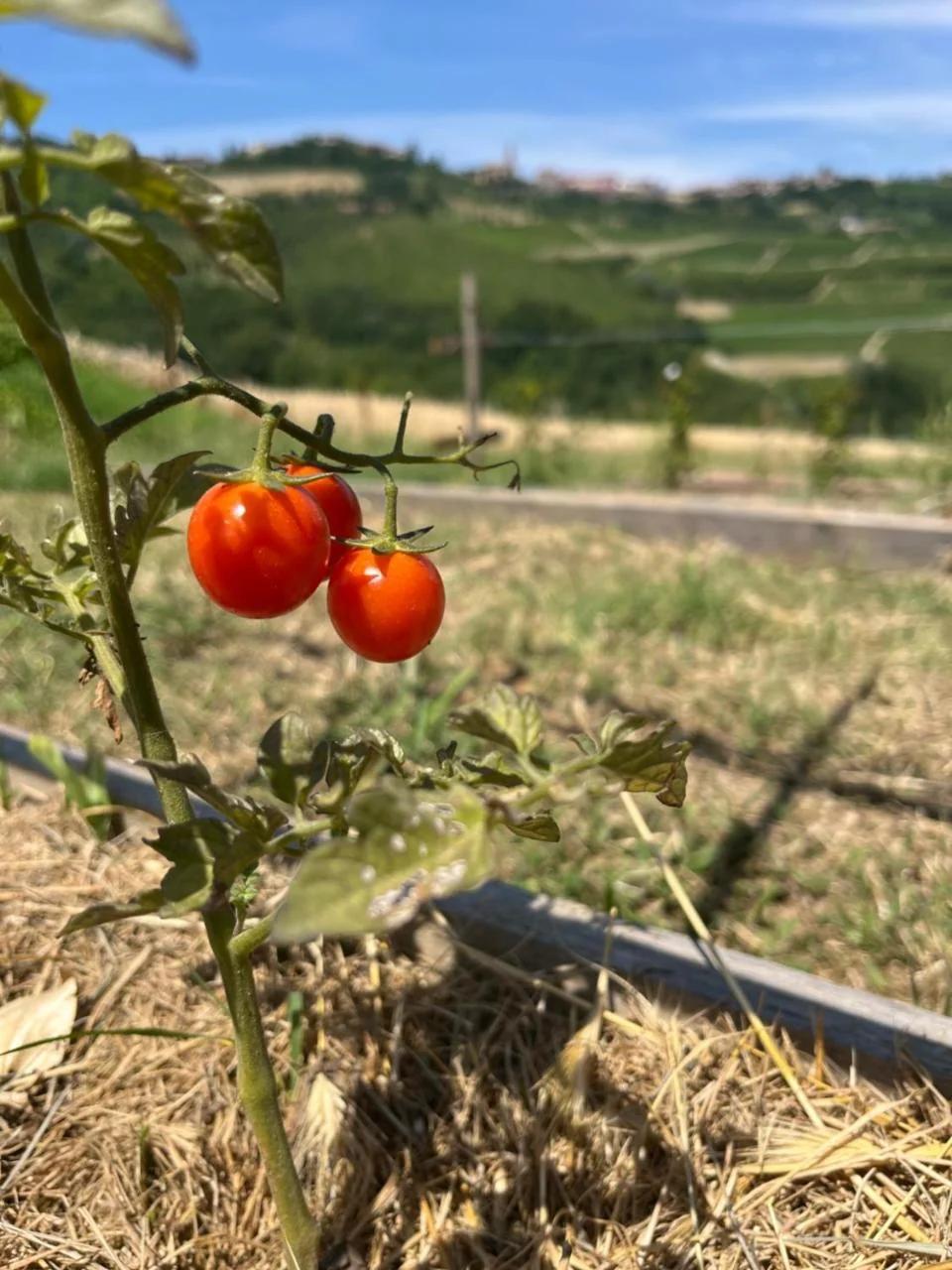 Le Cornici - Cascina di Charme foto
