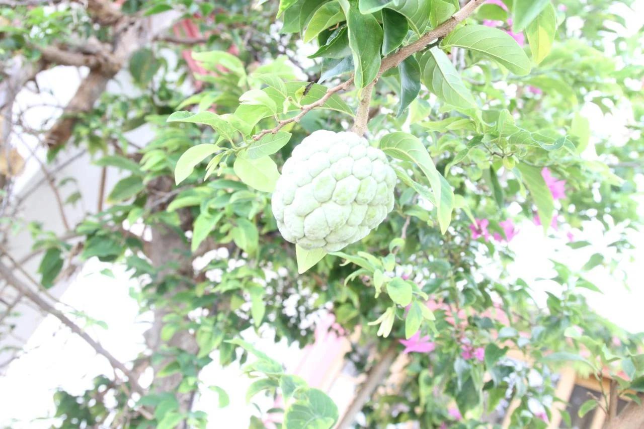 Sweetsop Jamaica Villa and Tours photo