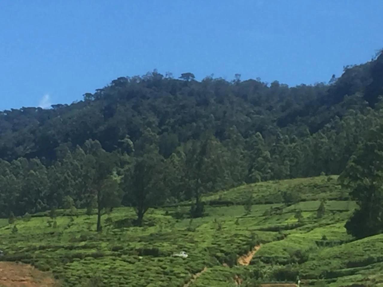 Perera Homestay foto