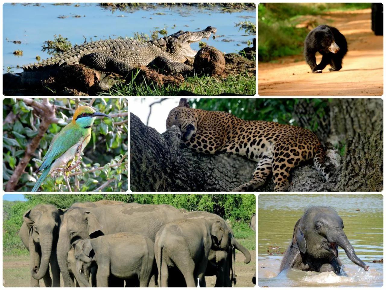 Yala Jungle Haven foto