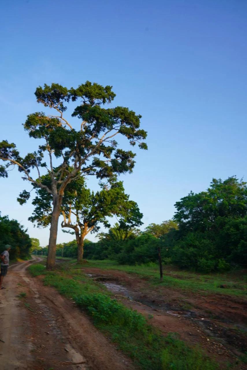 Yala Wild House photo