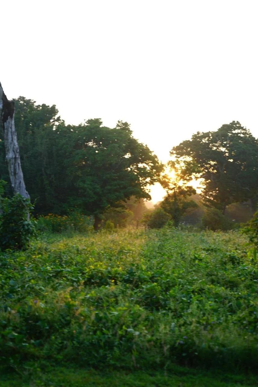 Yala Wild House photo