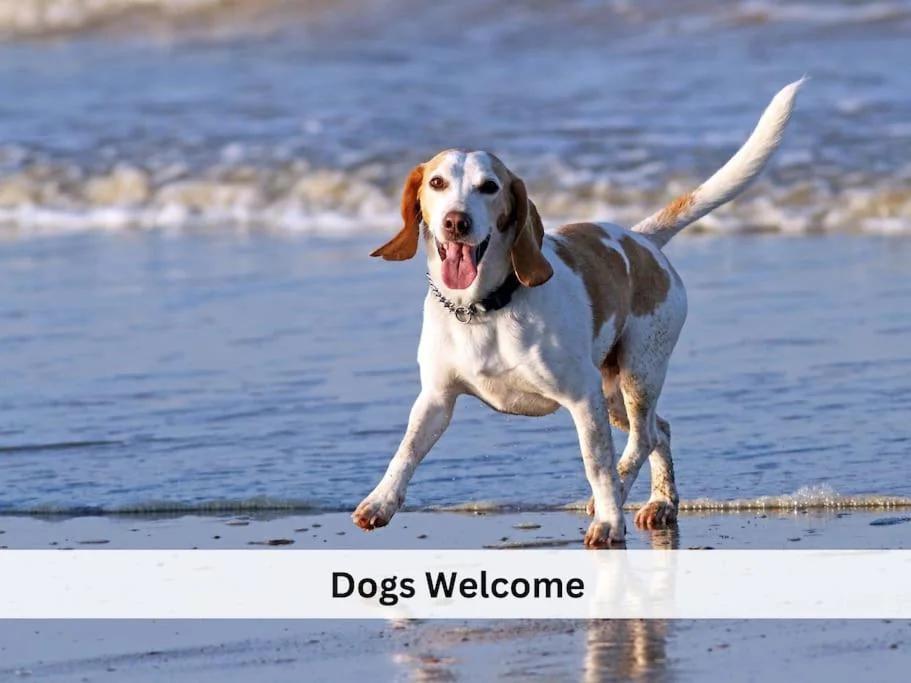 Vanagupes ramybes oaze photo