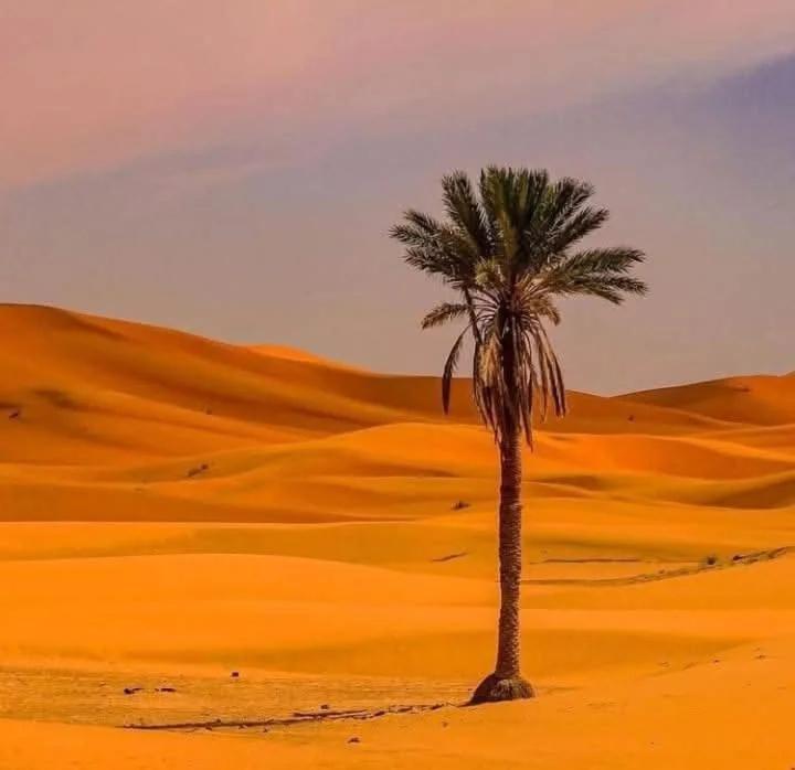 Celestia Sahara Camp foto