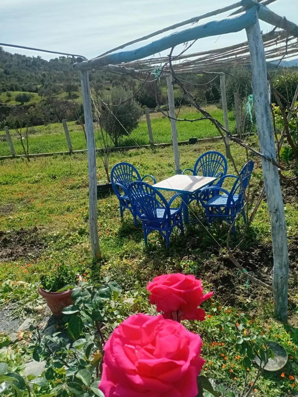 Dar zitouna photo