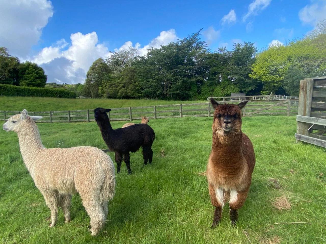 Alpaca Haven Farm