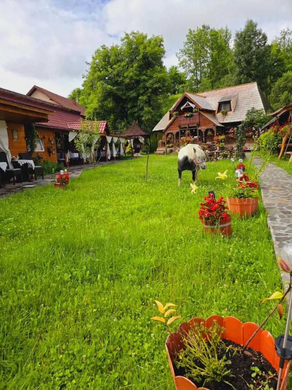 Pensiunea Rustic Oncesti photo