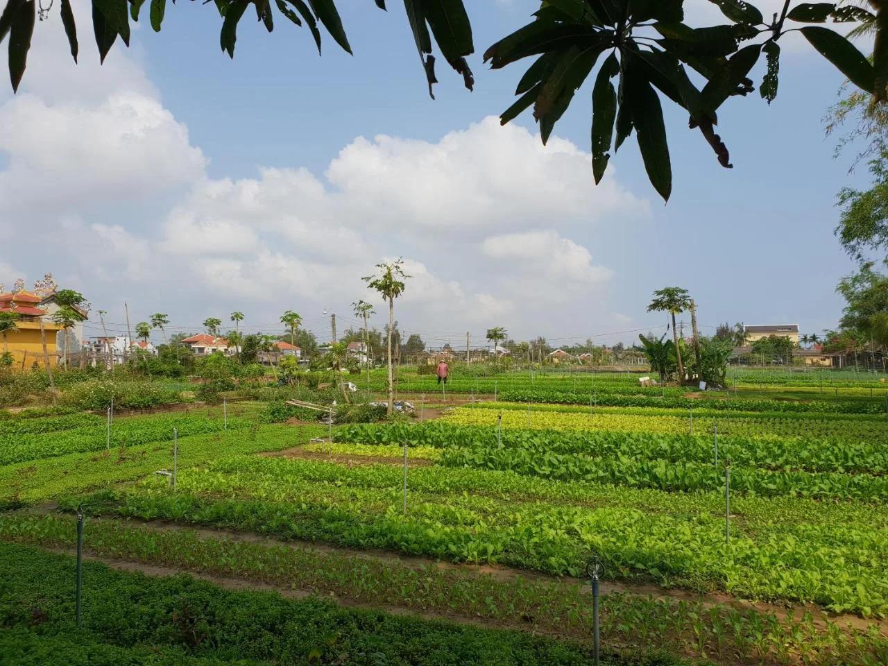 Hoi an Osaka Riverside Villa & Spa photo