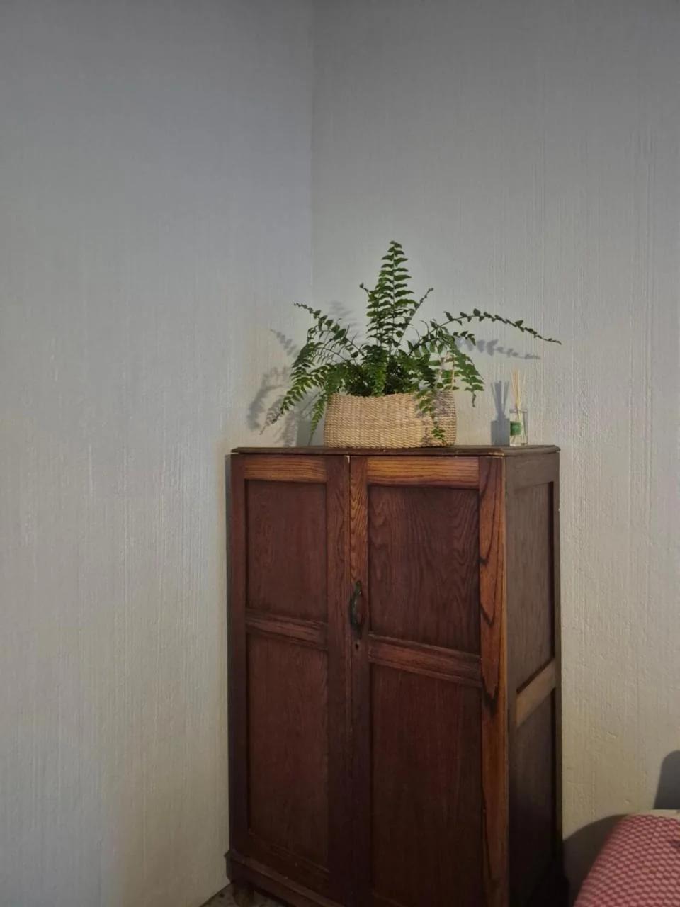 Aspidistra Self-Catering photo