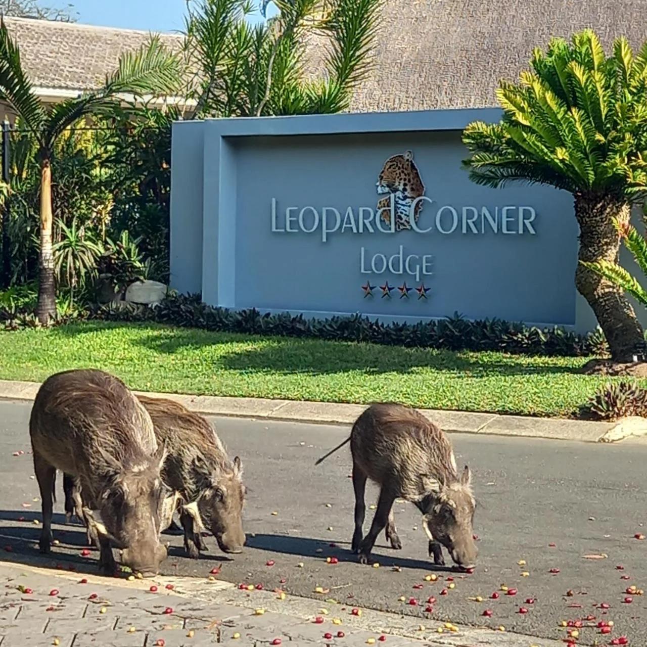 Leopard Corner Lodge photo