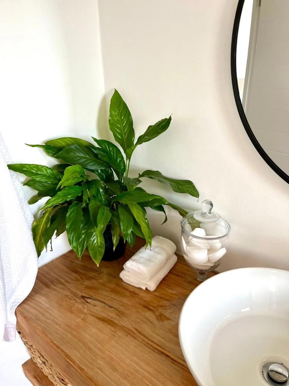 The Lily Suite photo